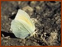 Citron de provence